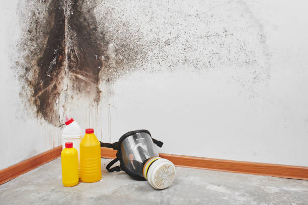 Mold Removal and Inspection in Akron, CO