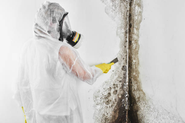Best Attic Mold Removal  in Akron, CO