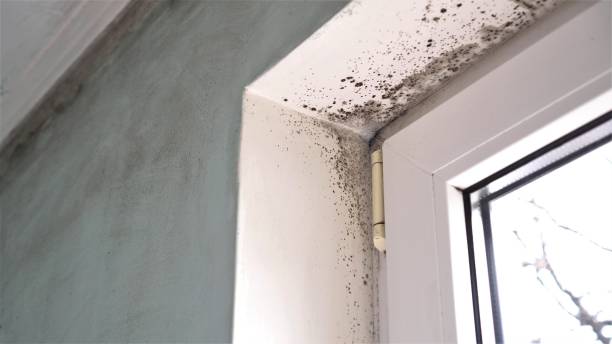 Best Commercial Mold Removal  in Akron, CO