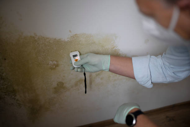 Office Mold Removal Services in Akron, CO