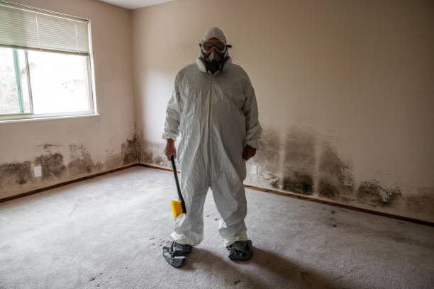 Best Attic Mold Removal  in Akron, CO