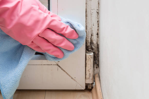 Best Certified Mold Removal  in Akron, CO