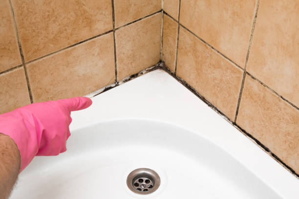 Best Black Mold Removal  in Akron, CO