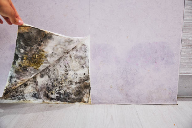 Best Mold Removal Specialists  in Akron, CO